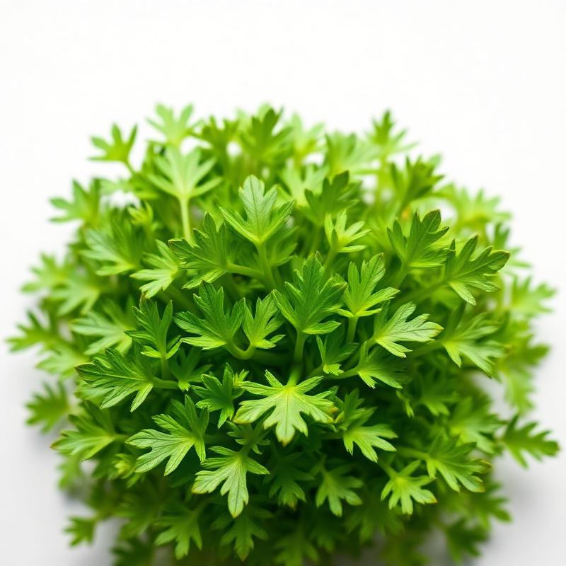 Sharp Arugula microgreens grown in St. Augustine