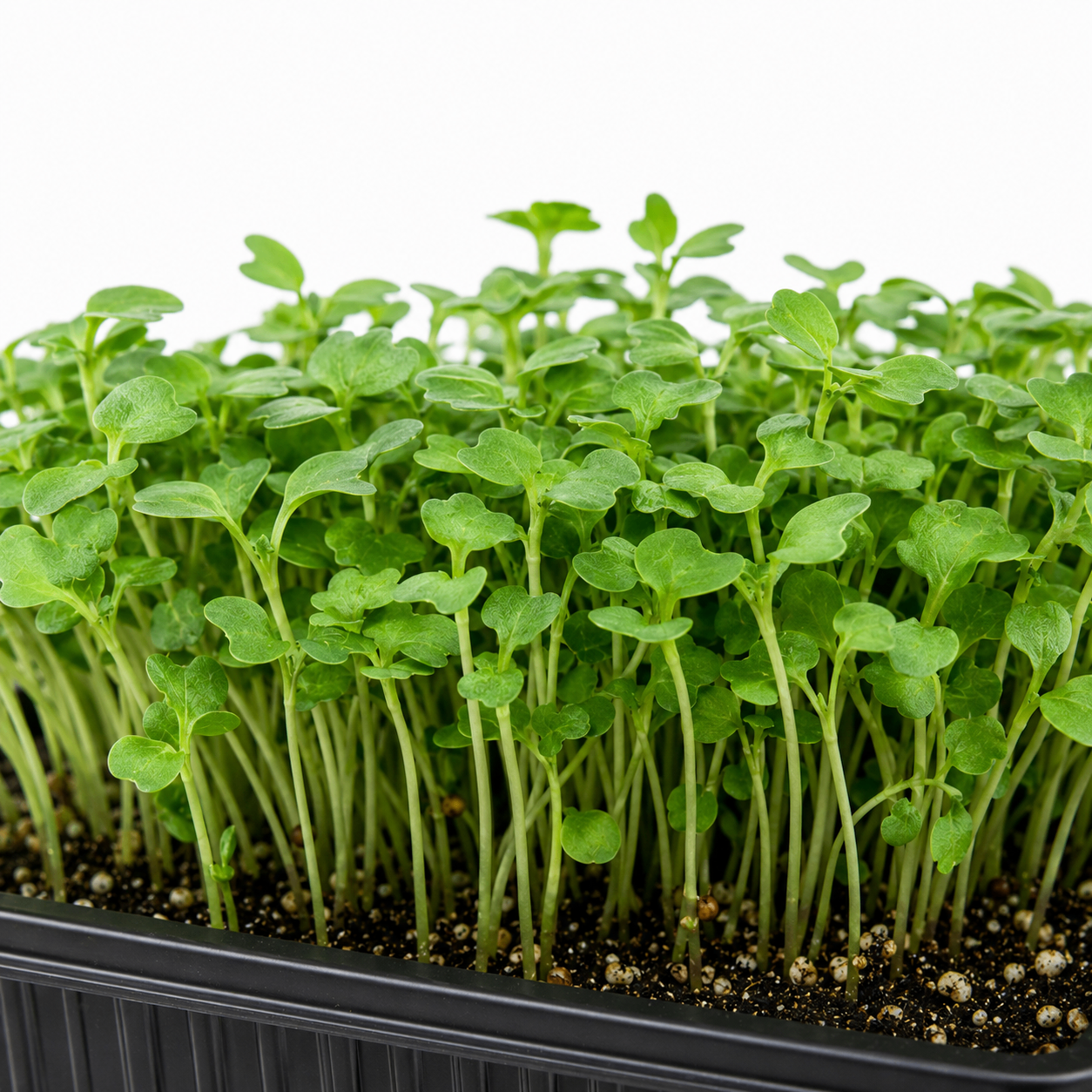 Sharp Arugula microgreens grown in St. Augustine
