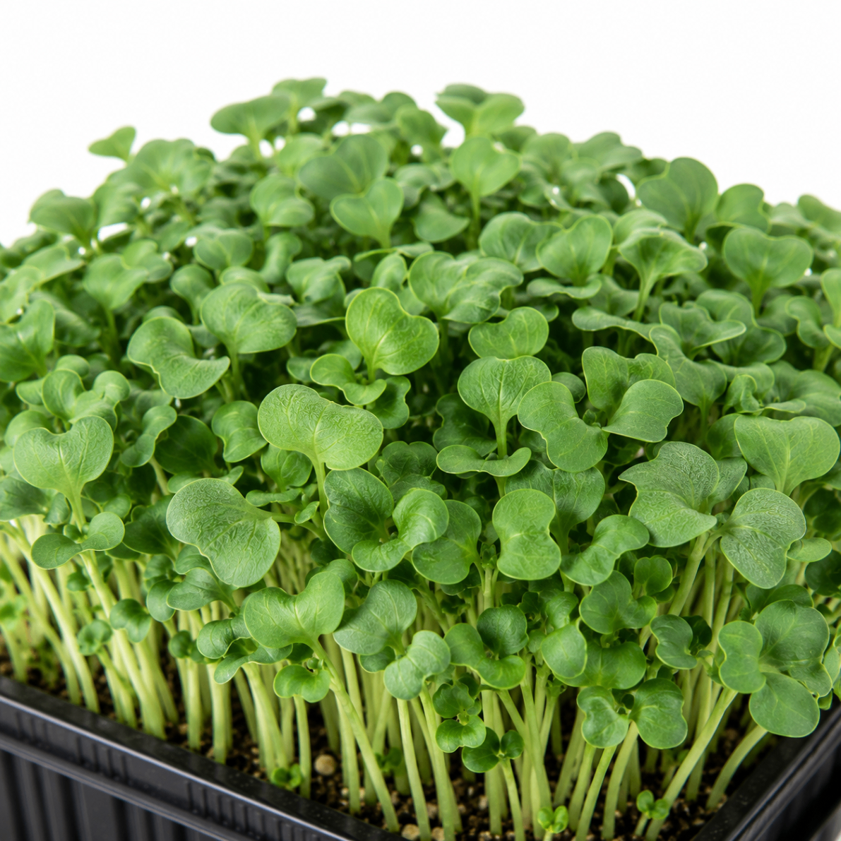Broccoli Microgreens microgreens grown in St. Augustine