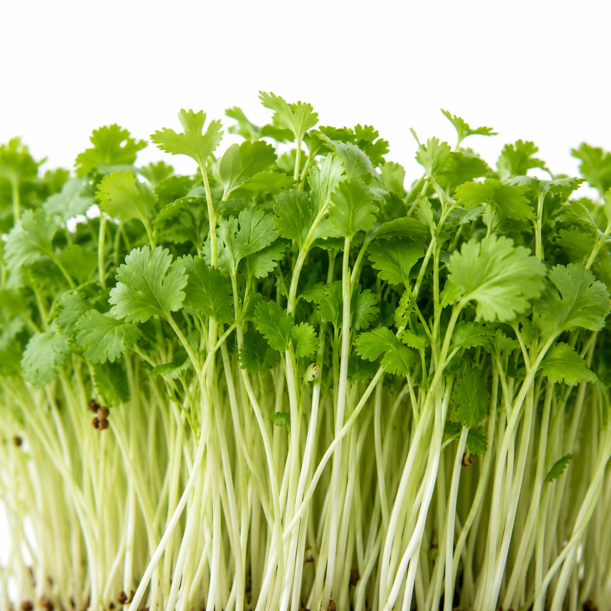 Bright Cilantro microgreens grown in St. Augustine