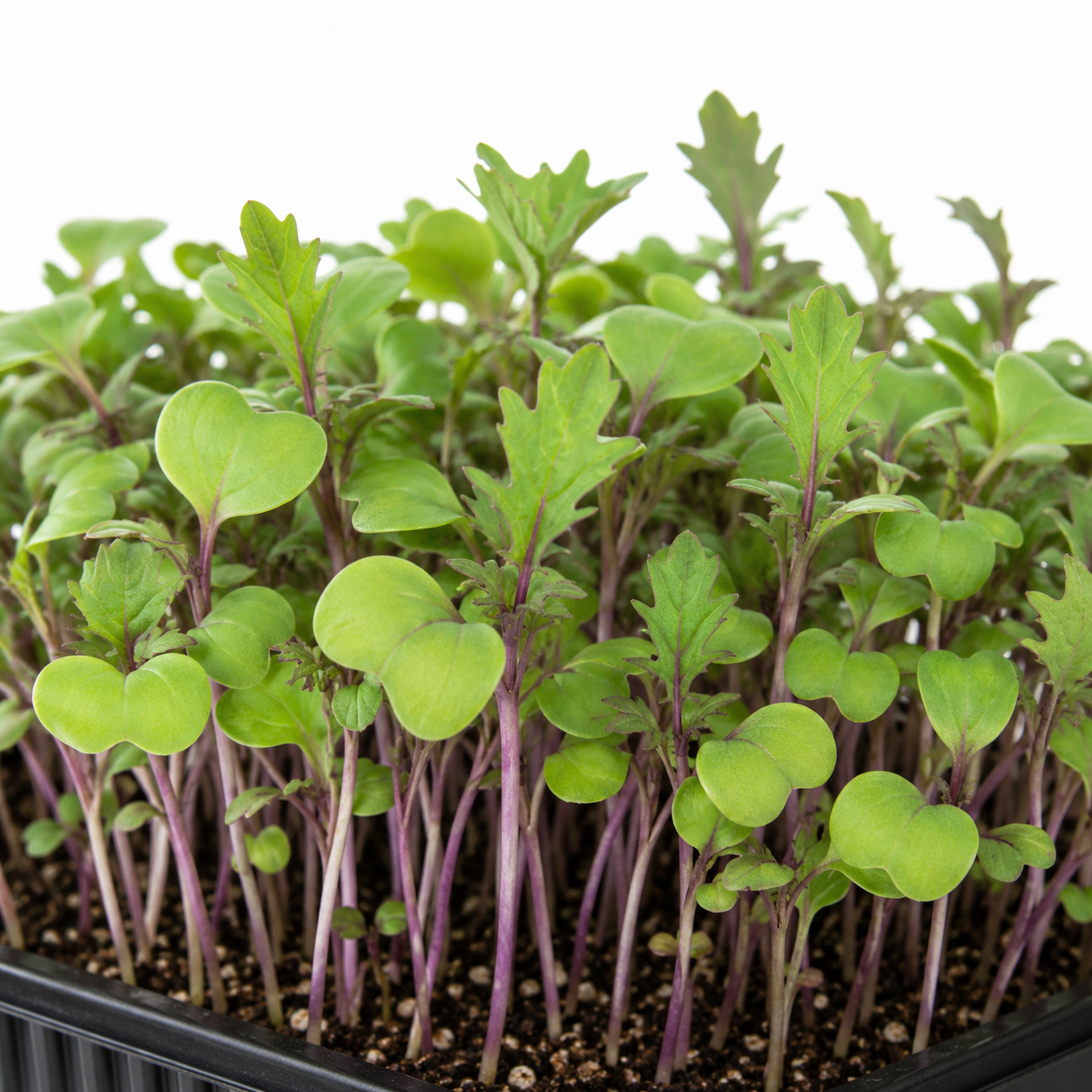Red Russian Kale microgreens grown in St. Augustine