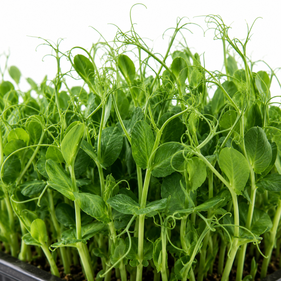 Speckled Pea Shoots microgreens grown in St. Augustine