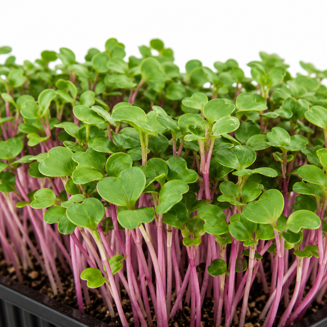 China Rose Radish microgreens grown in St. Augustine