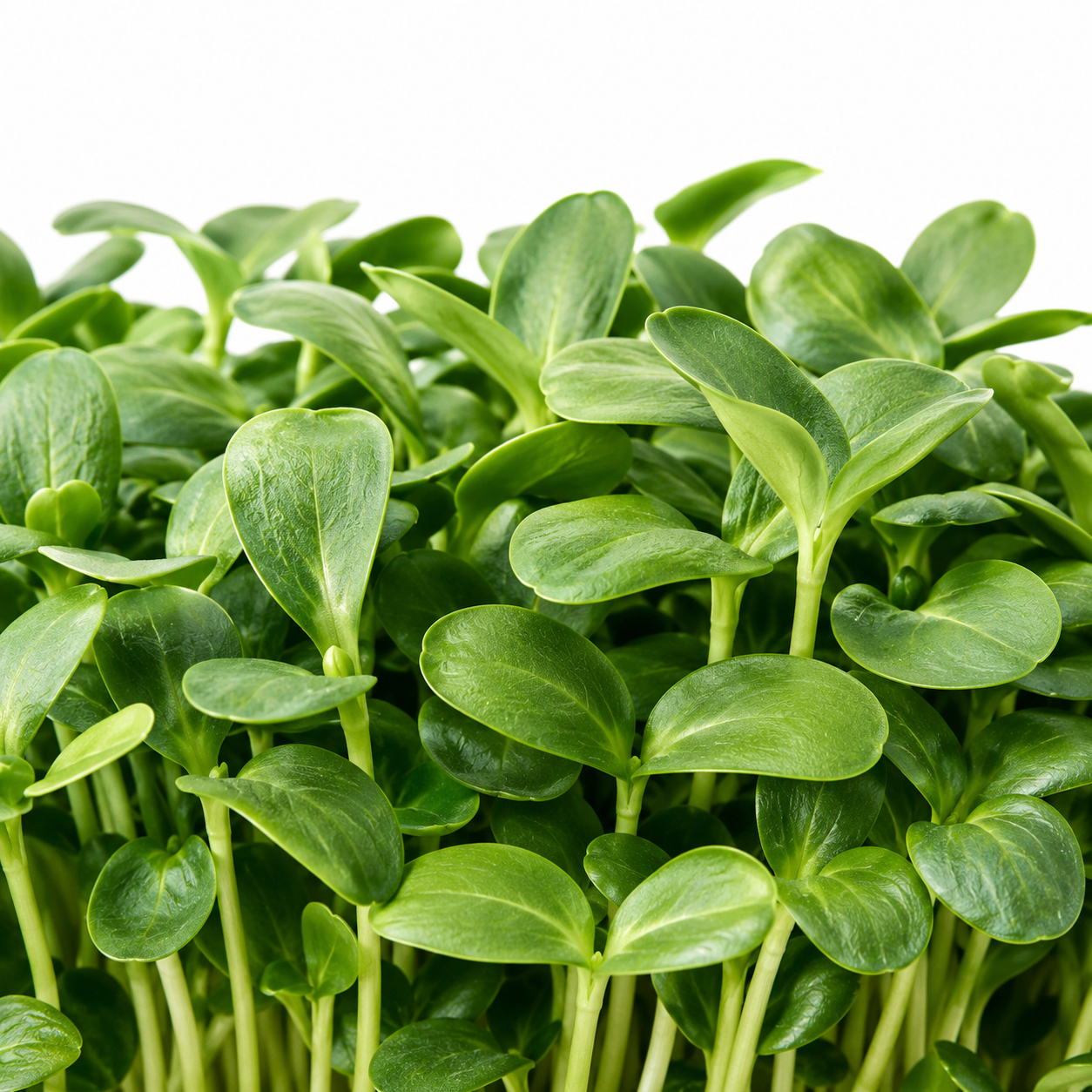 Close-up of Sunflower Shoots microgreens grown in St. Augustine, FL