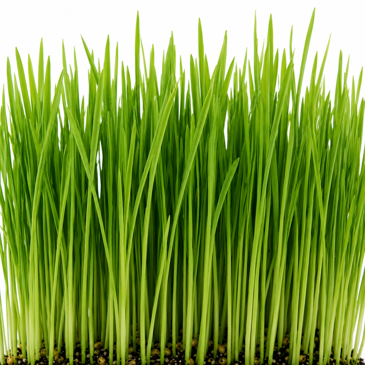 Organic Wheatgrass microgreens grown in St. Augustine