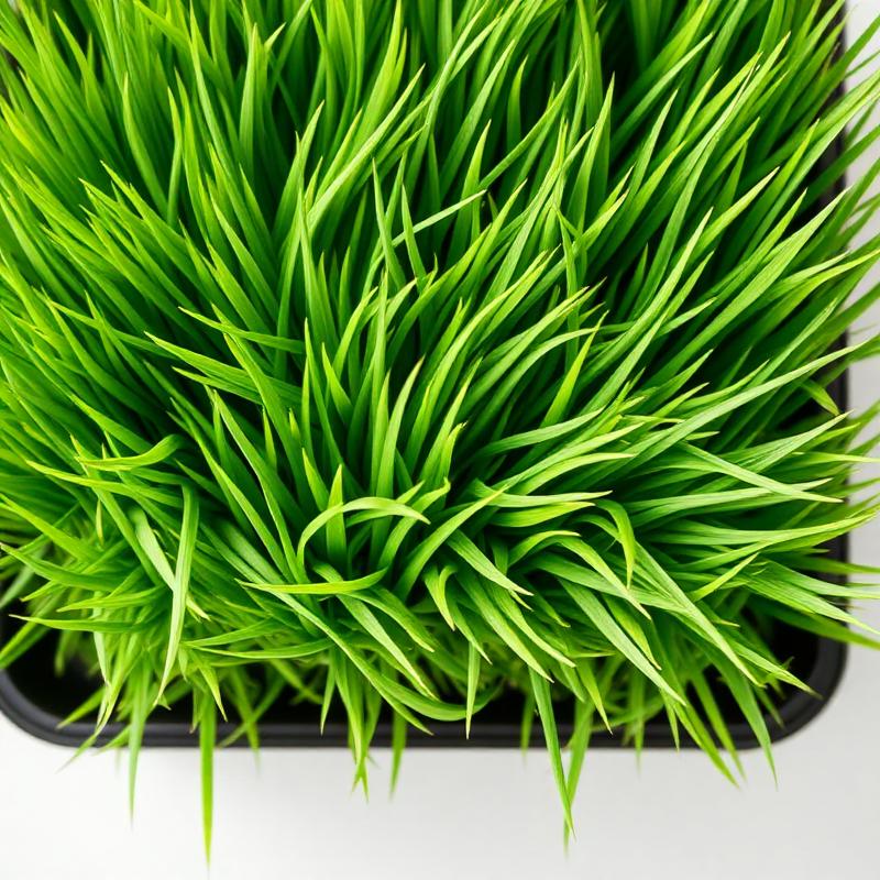Organic Wheatgrass microgreens grown in St. Augustine